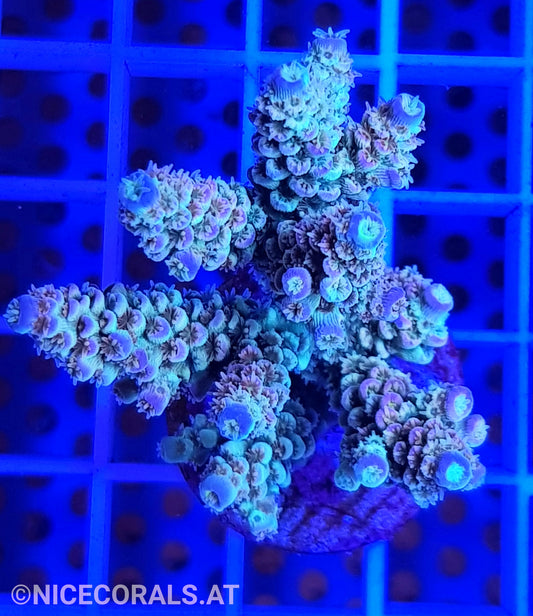 Acropora