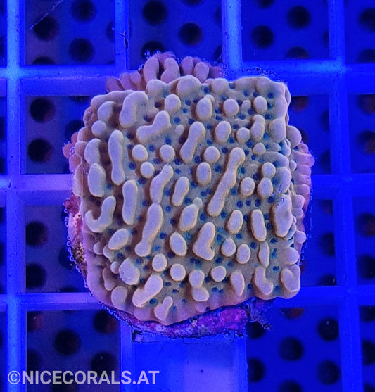 Montipora Flaming Phoenix