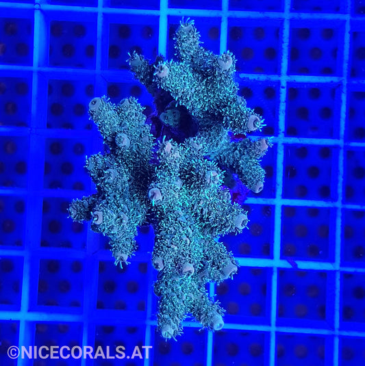 Acropora