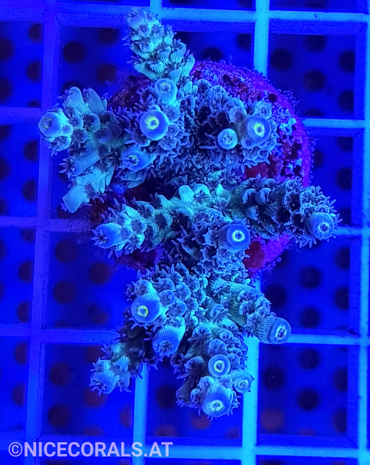 Acropora