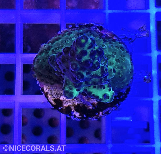 Acropora