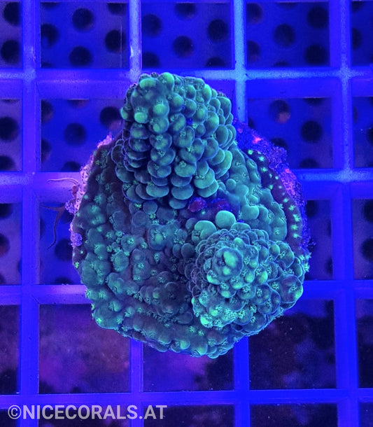 Acropora