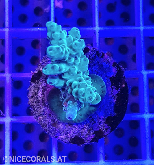 Acropora