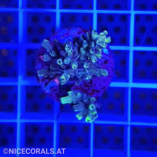 Acropora