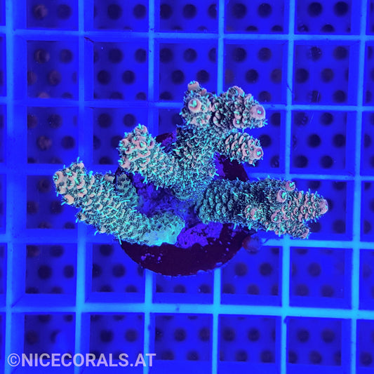 Acropora