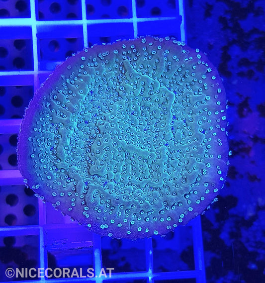 Montipora