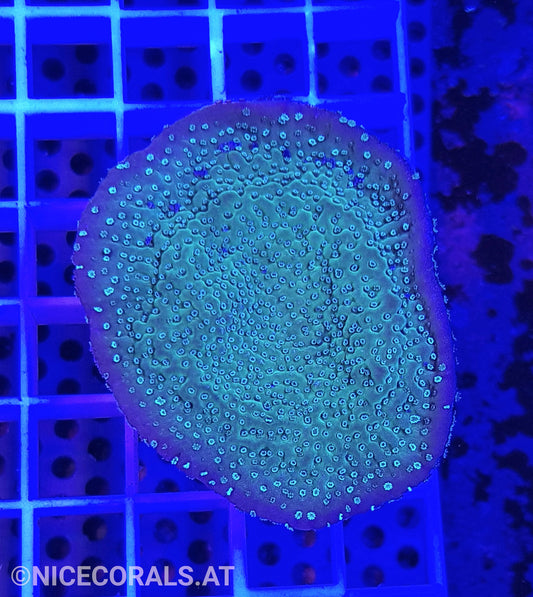 Montipora