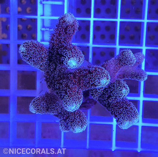 Stylophora
