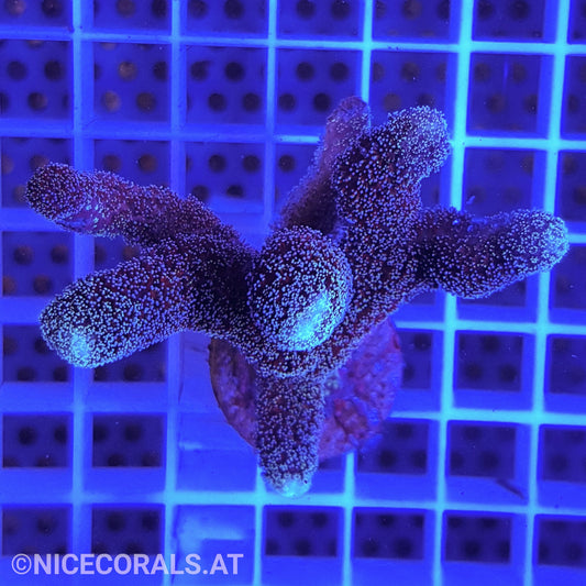 Stylophora