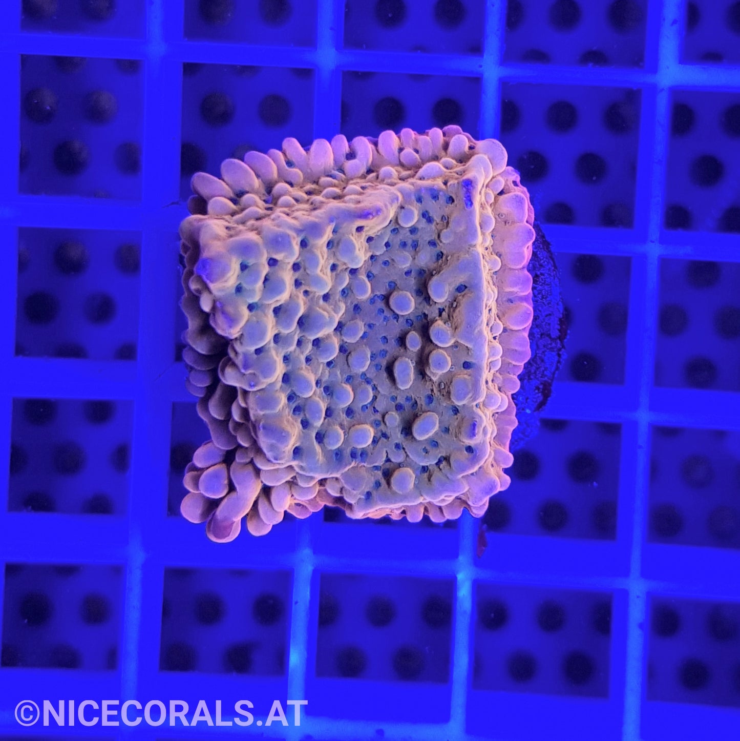 Montipora