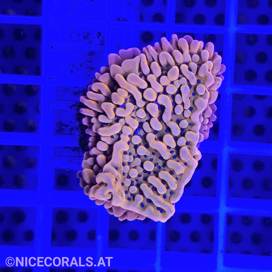 Montipora