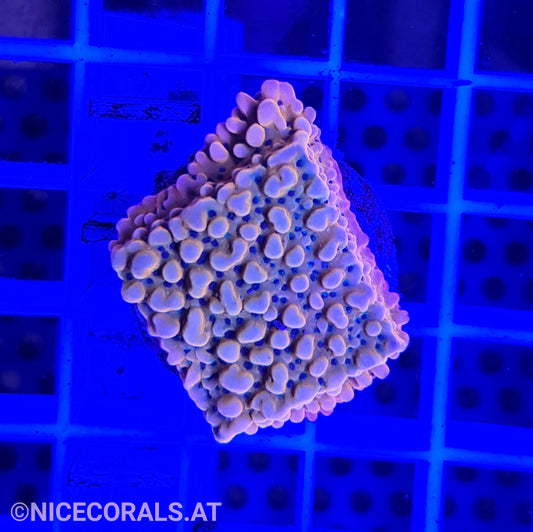 Montipora