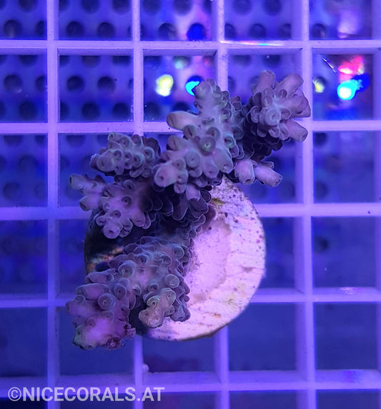 Acropora