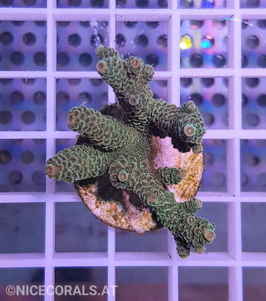 Acropora