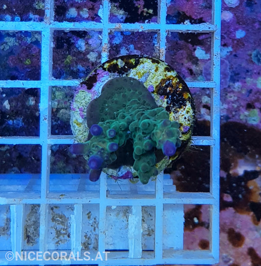 Acropora