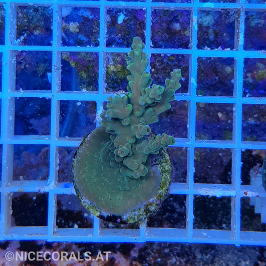Acropora