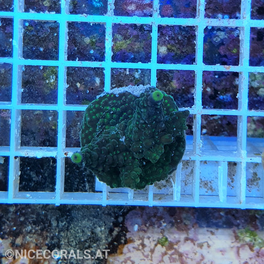 Acropora