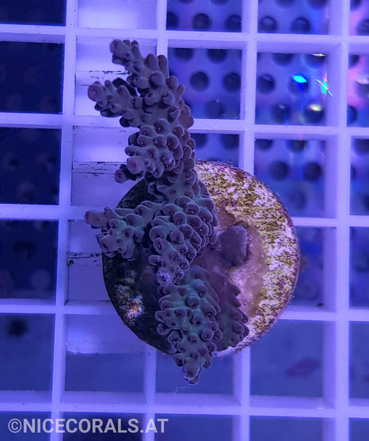 Acropora