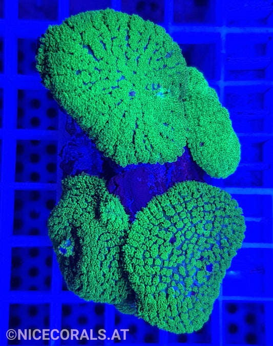 Rhodactis