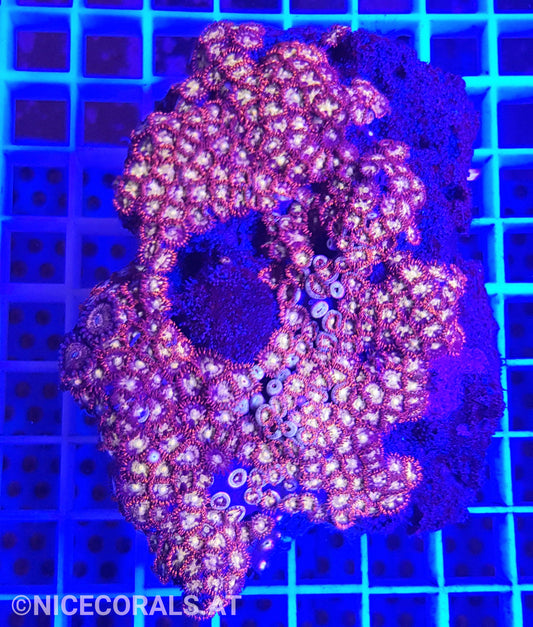 Zoanthus