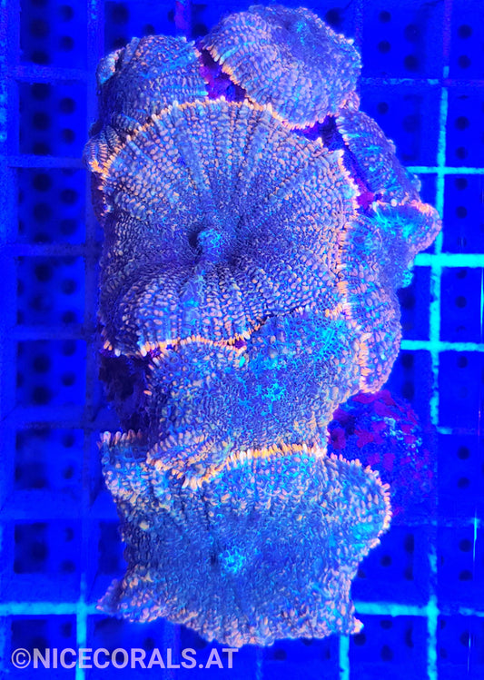 Rhodactis