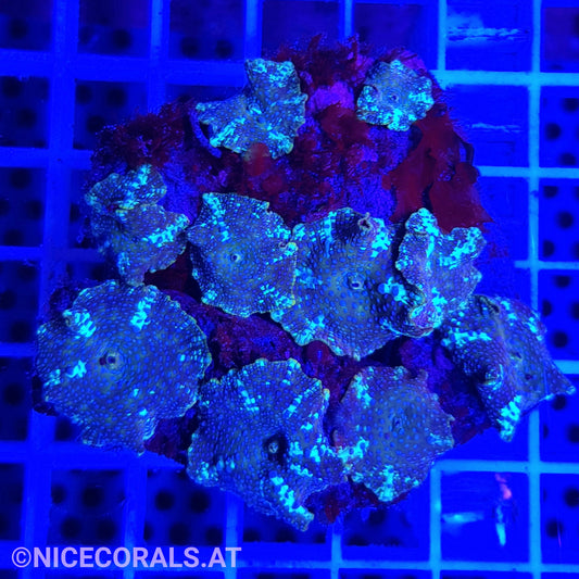 Discosoma Mix