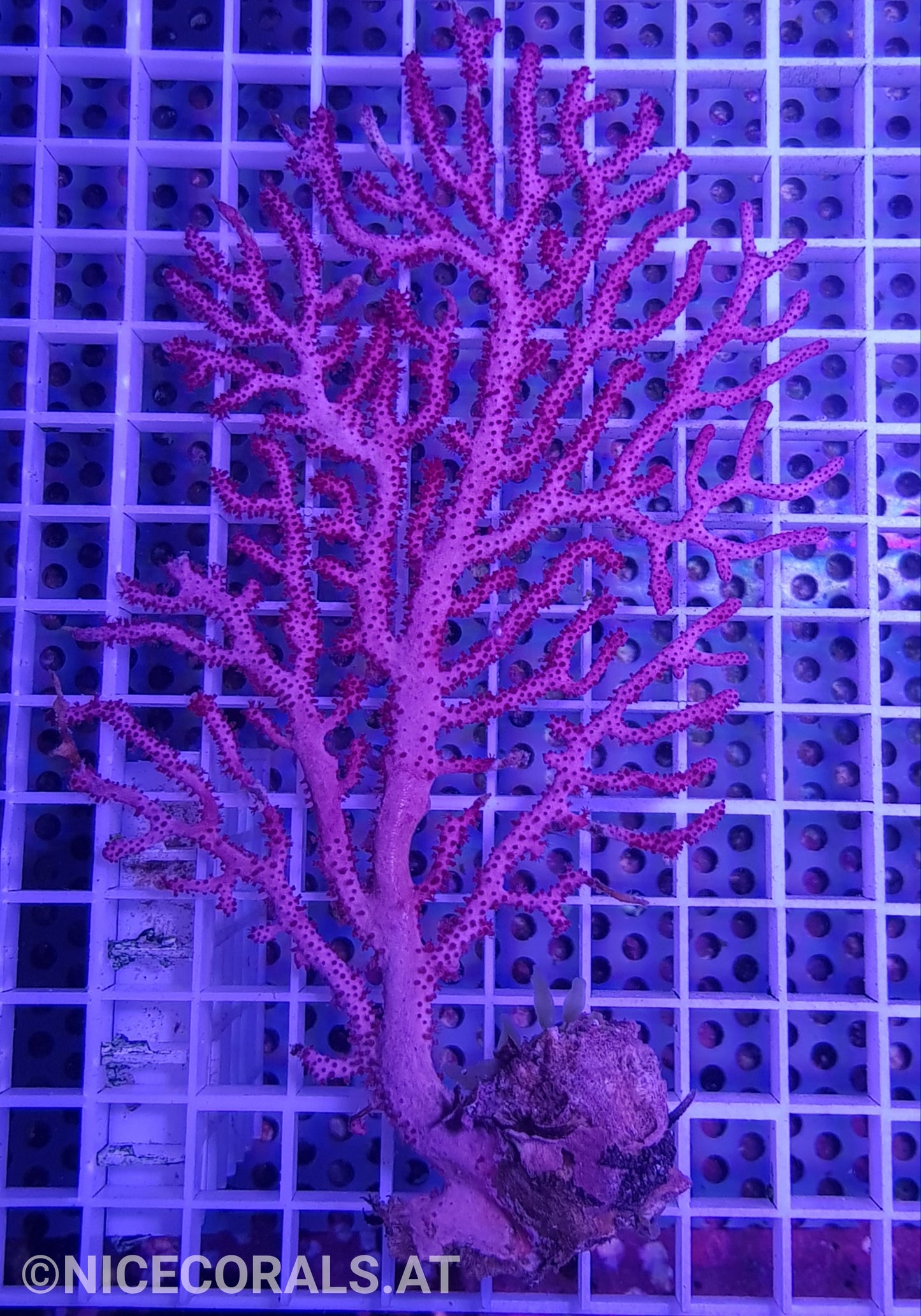 Echinogorgia sp. | Gorgonie