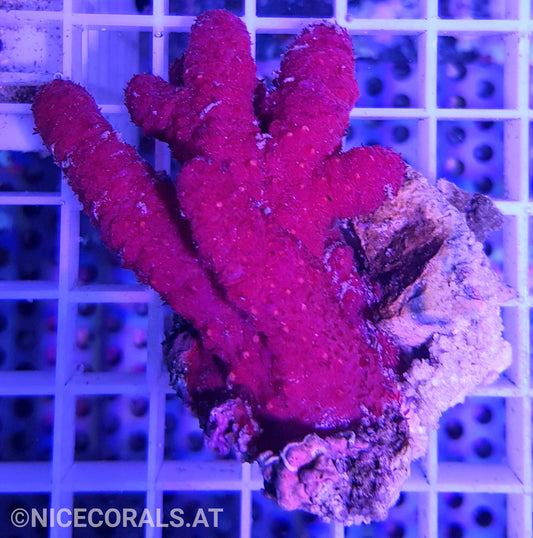 Rote Meerhand