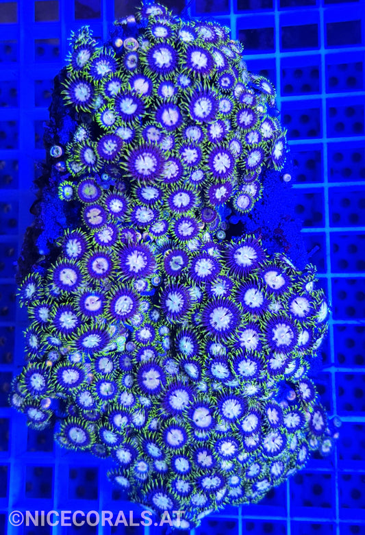 Zoanthus