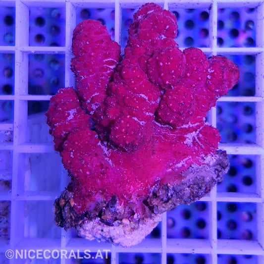Rote Meerhand