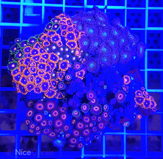Zoanthus Mix
