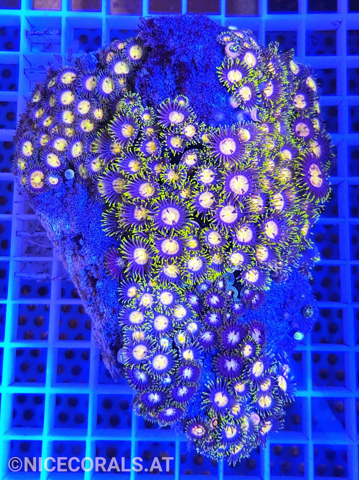 Zoanthus