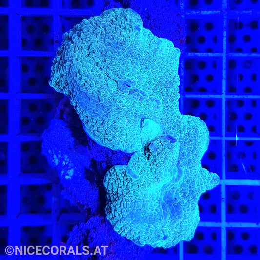 Discosoma