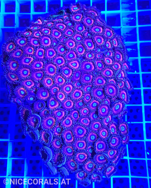 Zoanthus