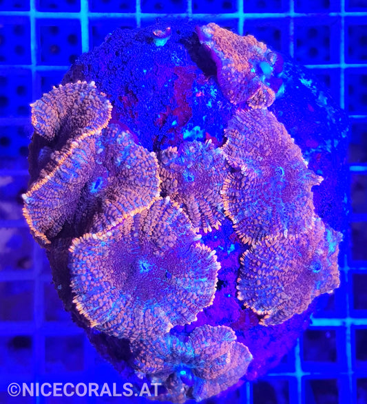 Rhodactis