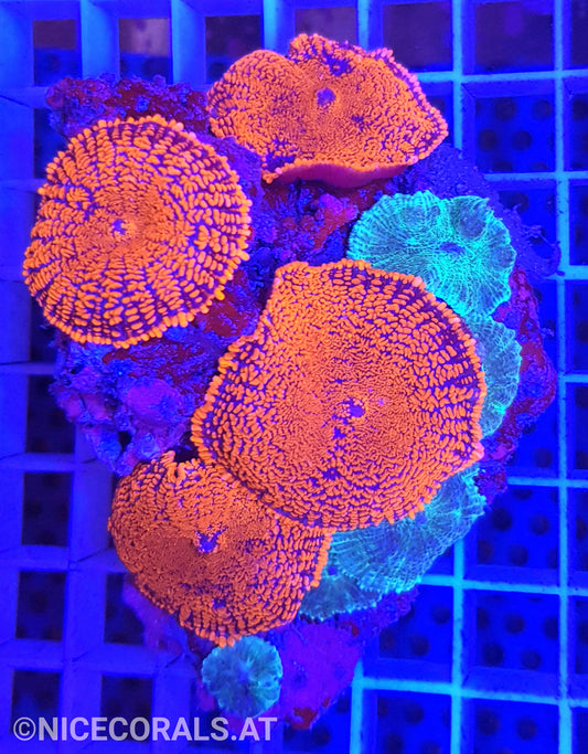 Rhodactis Mix