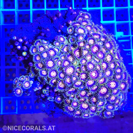 Zoanthus
