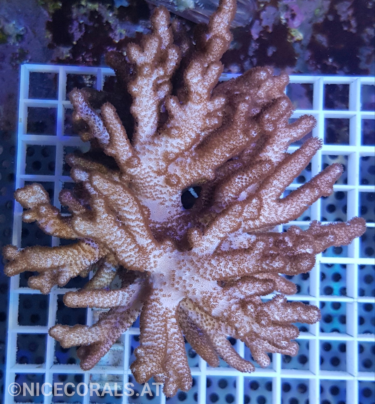Cladiella