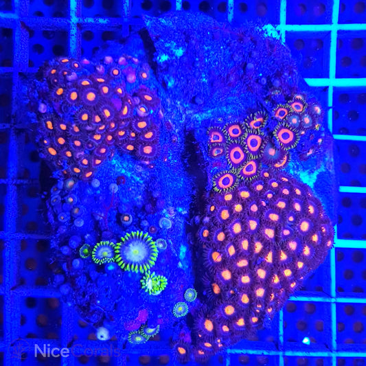Zoanthus Mix