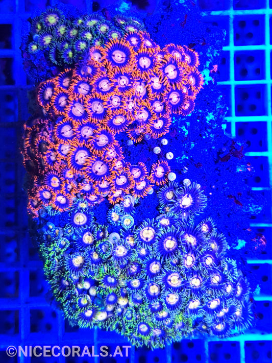 Zoanthus