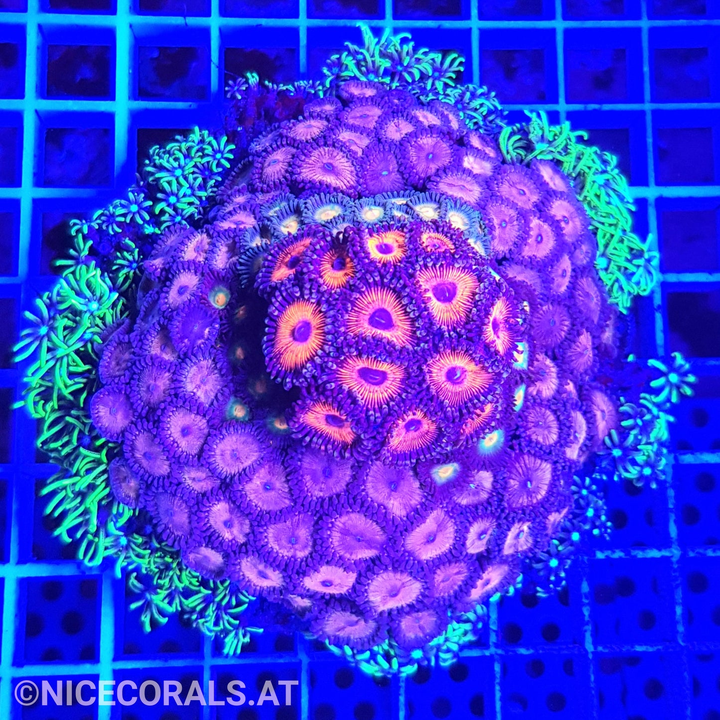 Zoanthus Mix