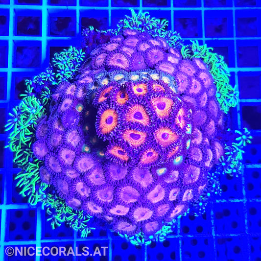 Zoanthus Mix