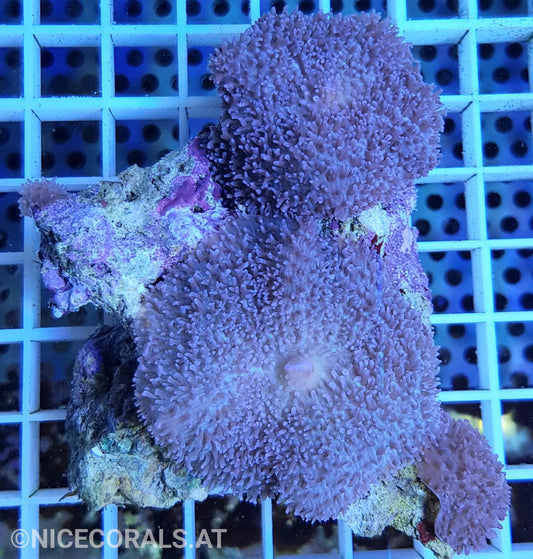 Rhodactis