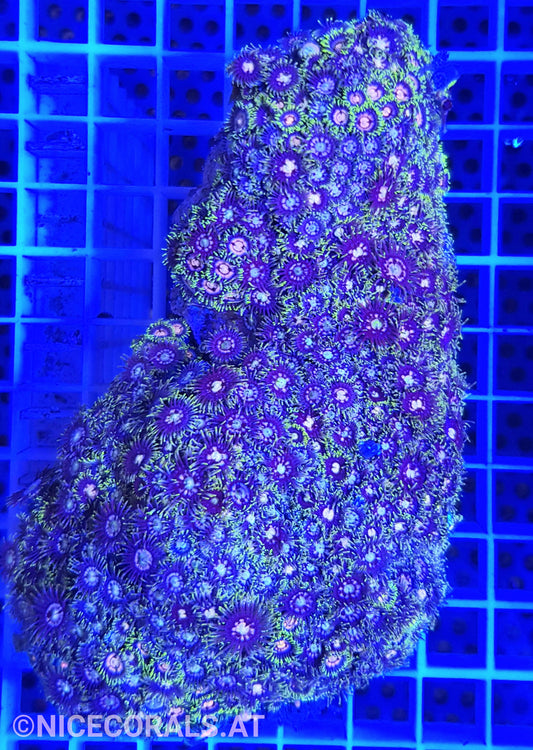 Zoanthus