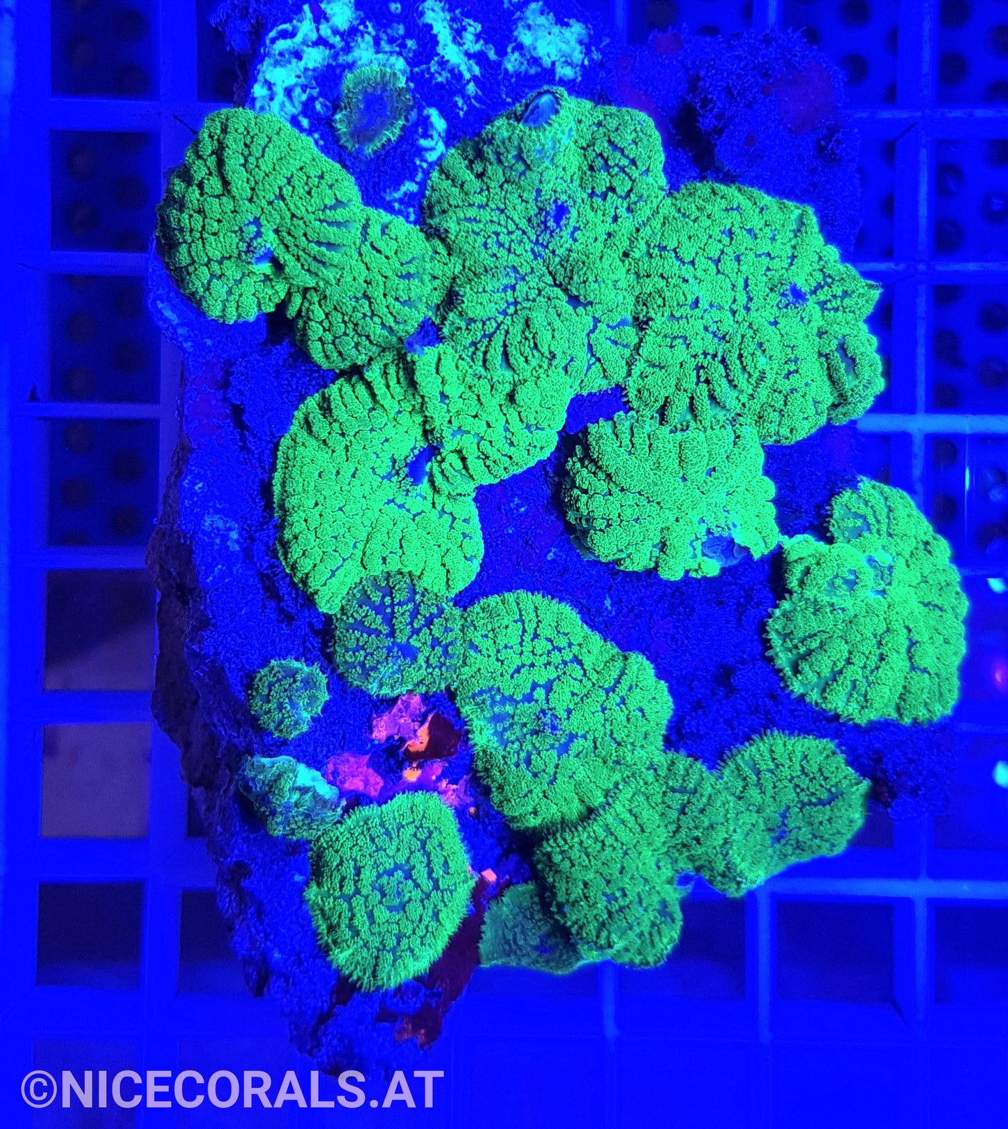 Rhodactis