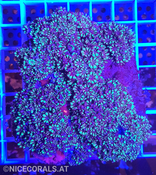 Alcyonium verseveldti