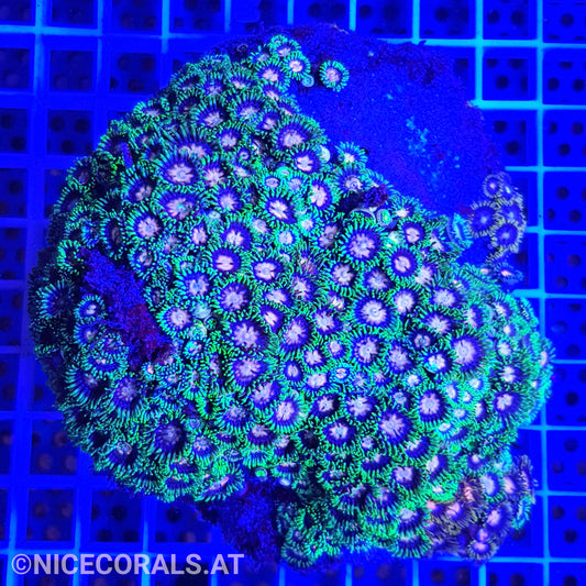 Zoanthus