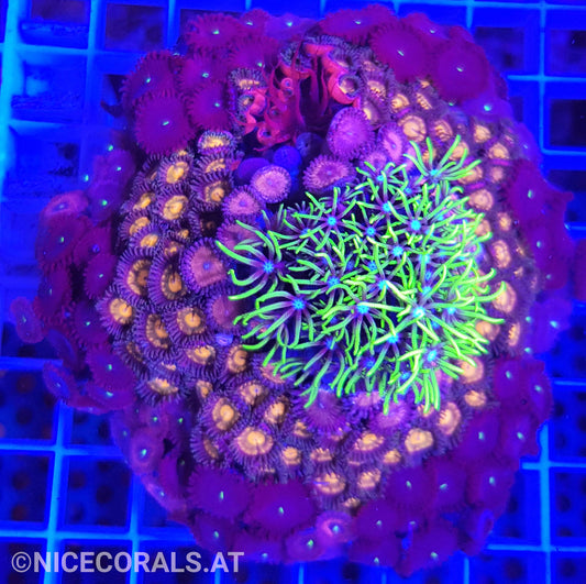 Zoanthus Mix