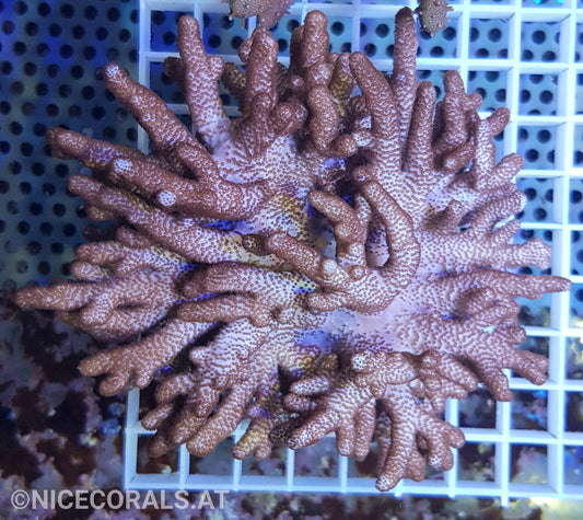 Cladiella