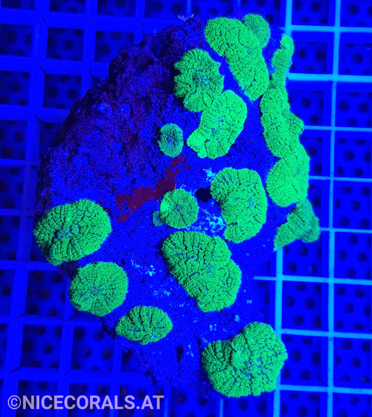 Rhodactis